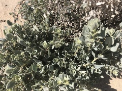 Atriplex leucophylla