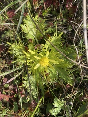 Sanicula arctopoides