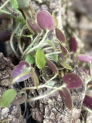 Veronica hederifolia