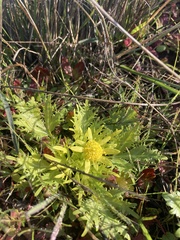 Sanicula arctopoides
