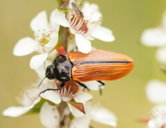 Castiarina rufipennis