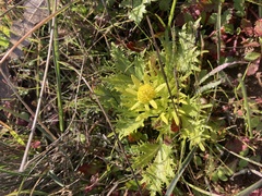 Sanicula arctopoides