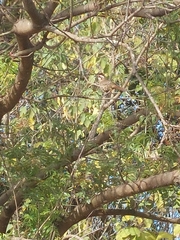 Pterorhinus sannio