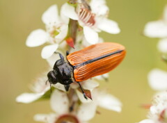 Castiarina rufipennis