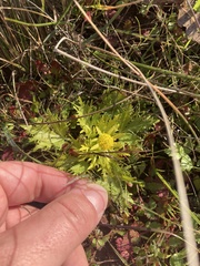 Sanicula arctopoides
