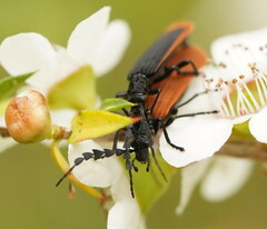Pseudolycus marginatus