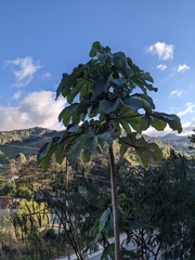 Cecropia schreberiana