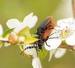 Pseudolycus marginatus