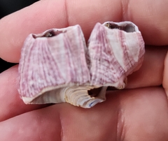 Megabalanus californicus