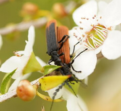 Pseudolycus marginatus