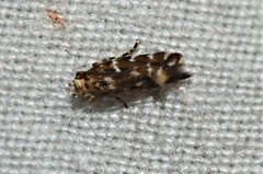 Stagmatophora argyrostrepta