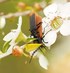 Pseudolycus marginatus