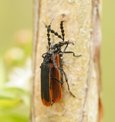 Pseudolycus marginatus