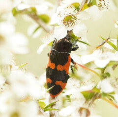 Castiarina bremei