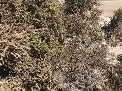 Allenrolfea occidentalis