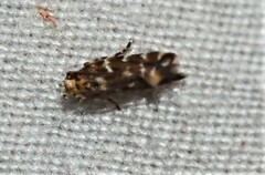 Stagmatophora argyrostrepta