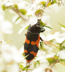 Castiarina bremei