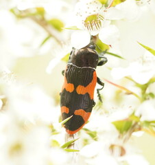 Castiarina bremei