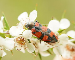 Castiarina delectabilis