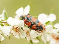 Castiarina delectabilis