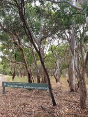 Eucalyptus leucoxylon leucoxylon