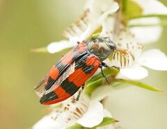 Castiarina delectabilis