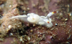 Goniodoris