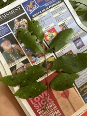 Flindersia bourjotiana