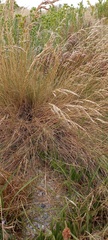Poa poiformis