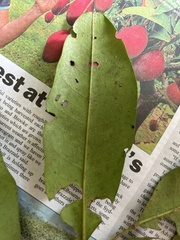 Flindersia bourjotiana