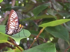 Euripus nyctelius