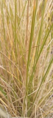 Poa poiformis