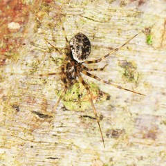 Drapetisca alteranda