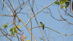 Brachypodius melanocephalos