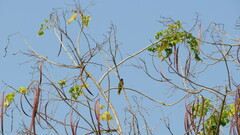 Brachypodius melanocephalos