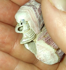 Calliostoma canaliculatum