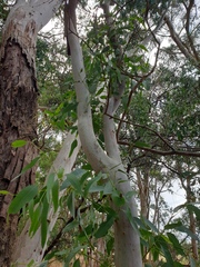 Eucalyptus leucoxylon leucoxylon