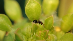 Eurytominae