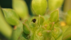Eurytominae