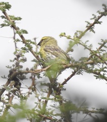 Crithagra dorsostriata