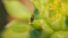 Eurytominae