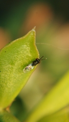 Eurytominae