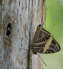 Colobura dirce dirce