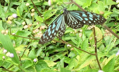 Ideopsis similis