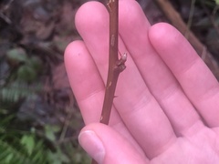 Rubus spectabilis