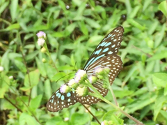 Ideopsis similis