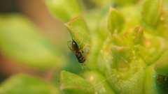 Eurytominae