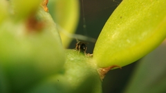 Eurytominae
