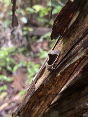 Gonodonta