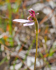 Eriochilus cucullatus